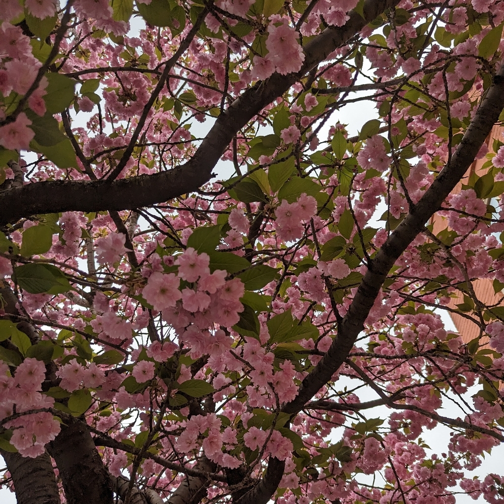 Meet your Posher, Monika